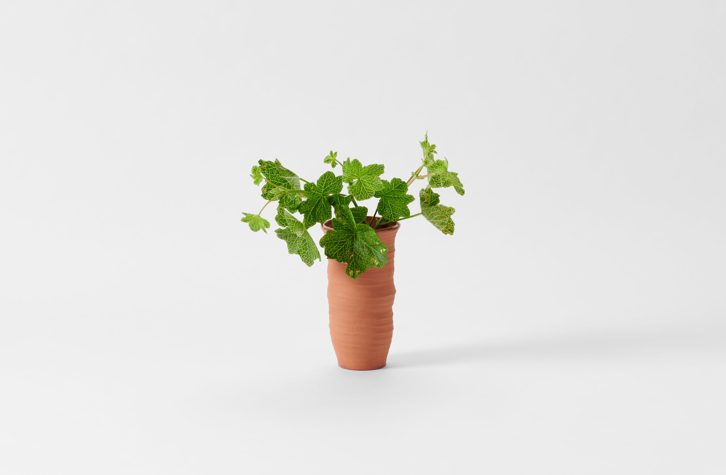Frances Palmer Terracotta Squash Vase