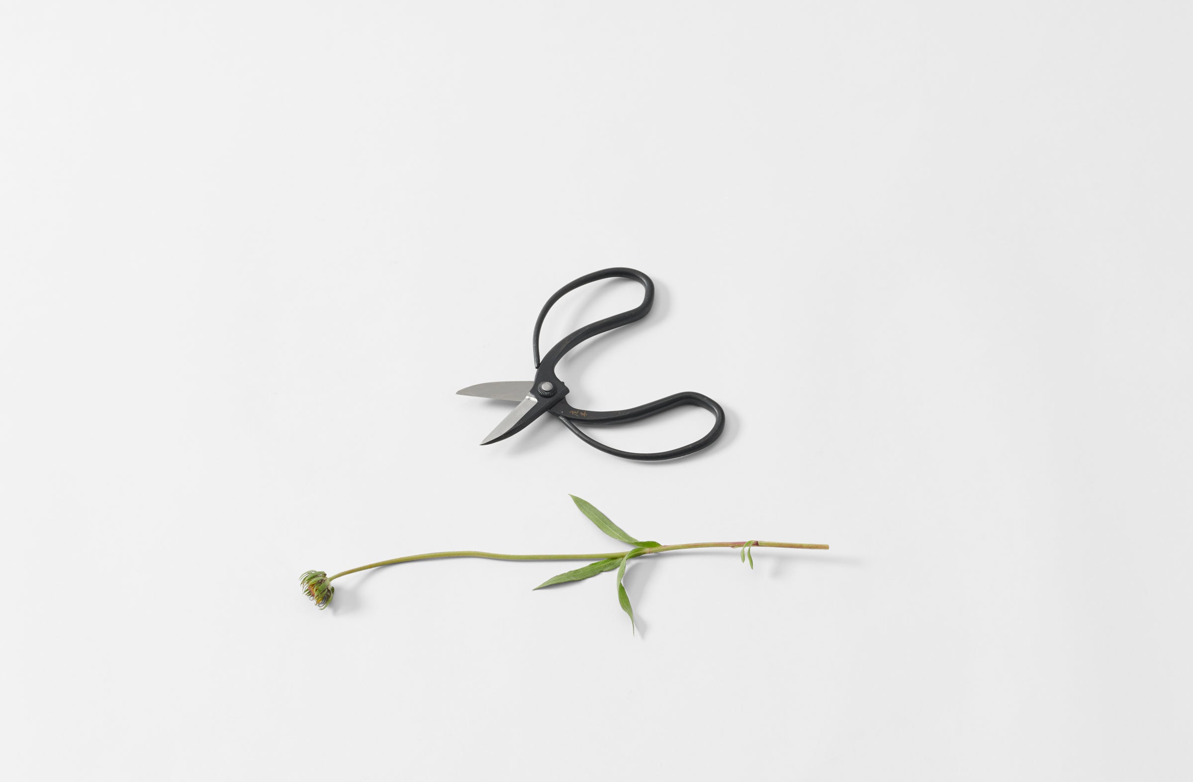 Japanese Essential Shears – The Floral Society