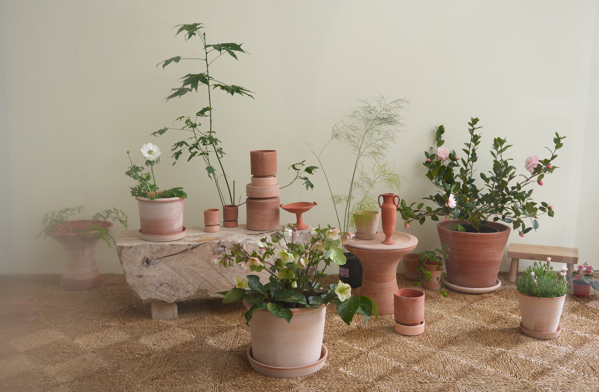 Indoor garden set with Berg terracotta pots and side table stacked up on a rush woven rug and filled with green and flowering plants, Joshua Vogel hand carved rough beechwood bench to one side.