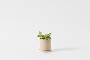 Brickett Davda Taupe Herb Pot