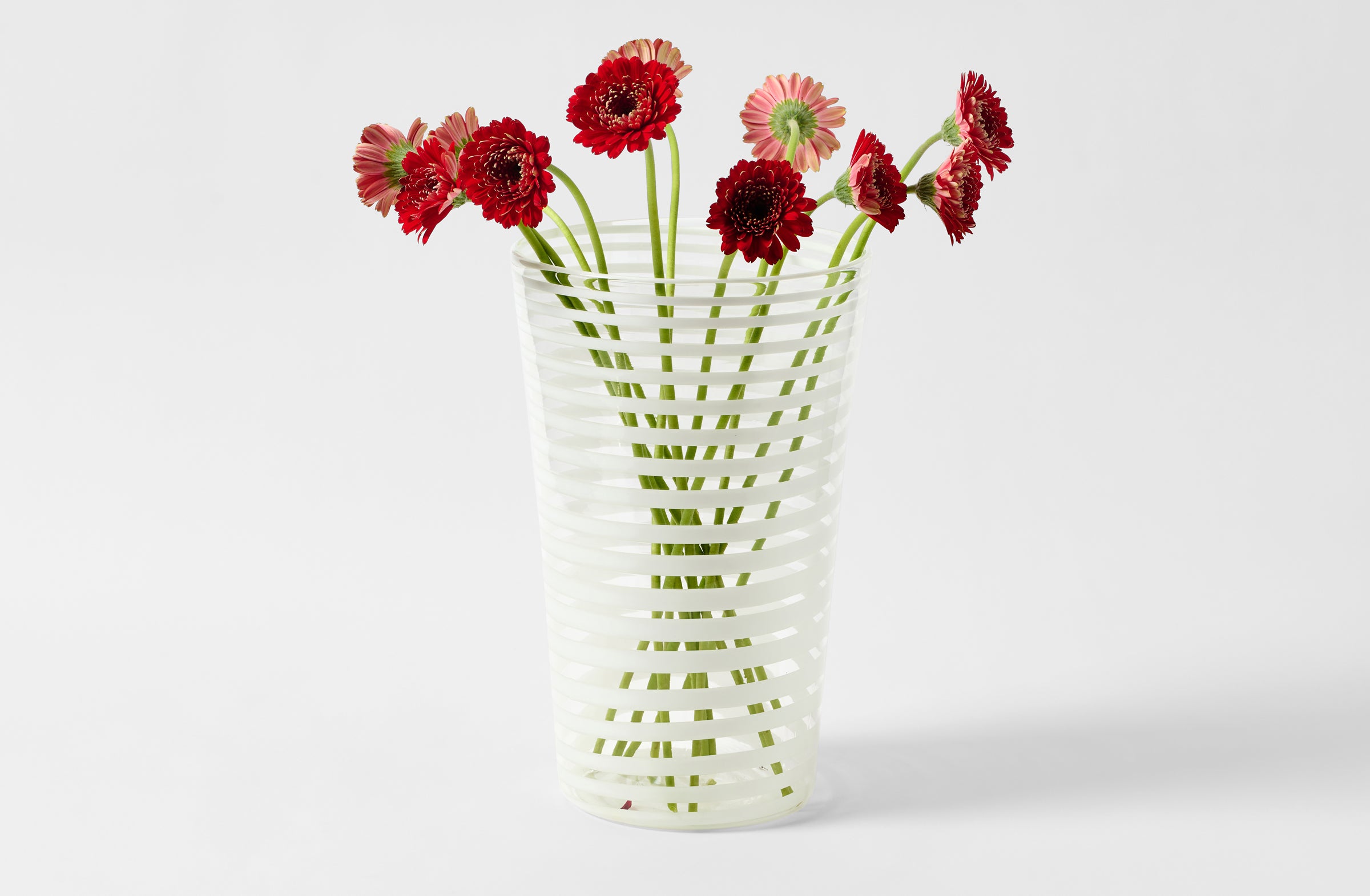 Giant white stripe murano glass vase holding red gerbera daisies.