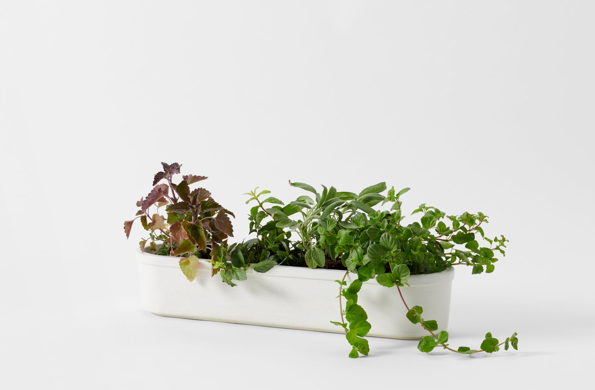 MARCH White Concrete Herb Trough