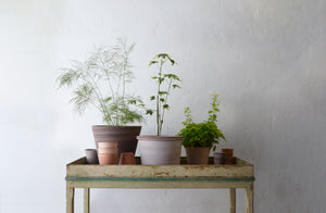 berg-large-pots-with-small-trees-on-potting-table