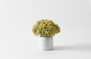Tracie Hervy White Jar Vase